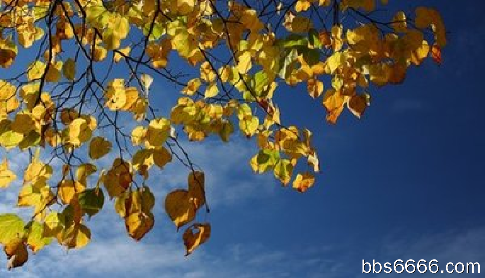 如何在没有资金的情况下每天通过手机赚取500元-第2张图片-好推首码网