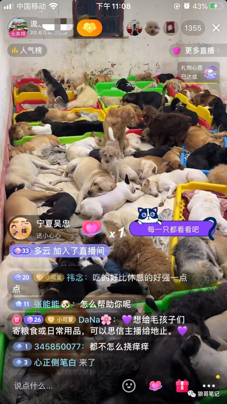 首码项目平台排名：利用同情心直播流浪狗，增加粉丝，赚米-第1张图片-好推首码网